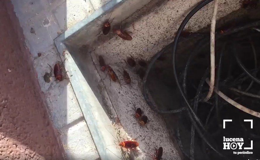 Cucarachas en una arqueta de una empresa de telefonía en la calle Río Genil, de Lucena Cucarachas en una arqueta de una empresa de telefonía en la calle Río Genil, de Lucena