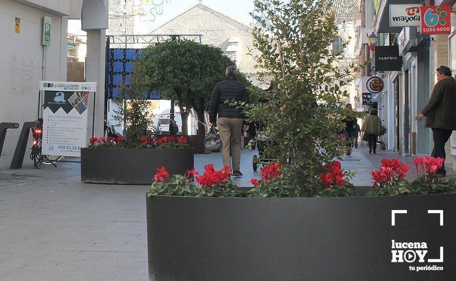 Maceteros colocados en uno de los accesos a la Plaza Nueva para impedir el acceso de vehículos Maceteros colocados en uno de los accesos a la Plaza Nueva para impedir el acceso de vehículos