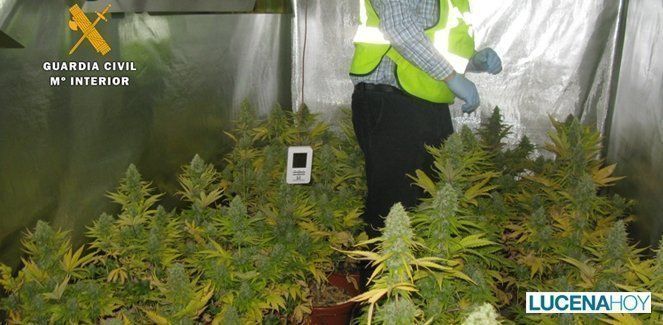 Puente Genil: Dos detenidos por robo y receptación. Desmantelada una plantación de marihuana