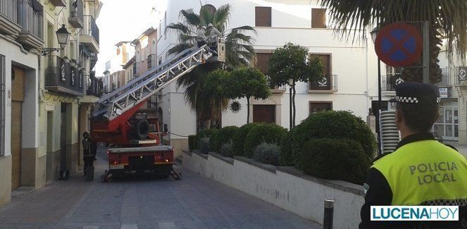 Los bomberos retiran una colmena en una palmera del llanete de Santiago