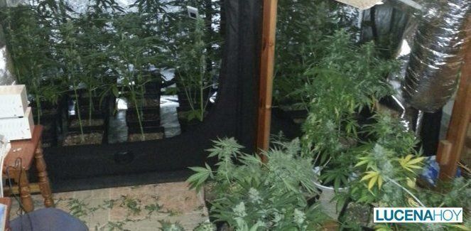 Un joven detenido tras hallarse en su domicilio un invernadero de marihuana