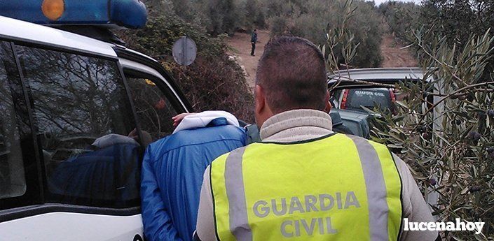 Otros tres detenidos por robos en el olivar lucentino. Intervenidas 16 toneladas de aceituna