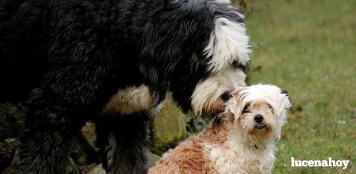El ladrido de Apama: urgen voluntarios comprometidos con la protección animal