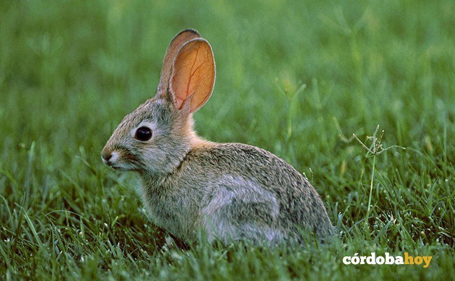 conejo