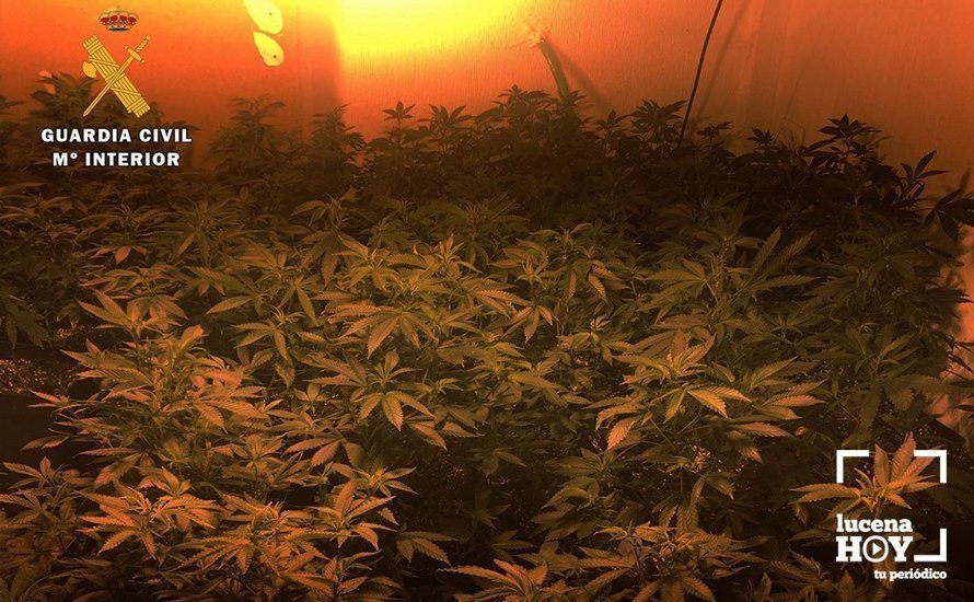 marihuana