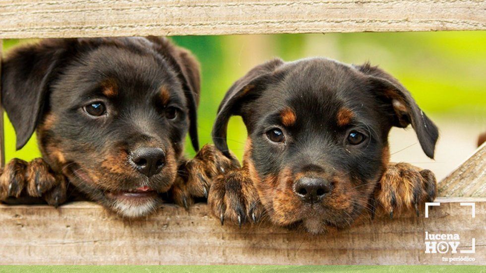 perros