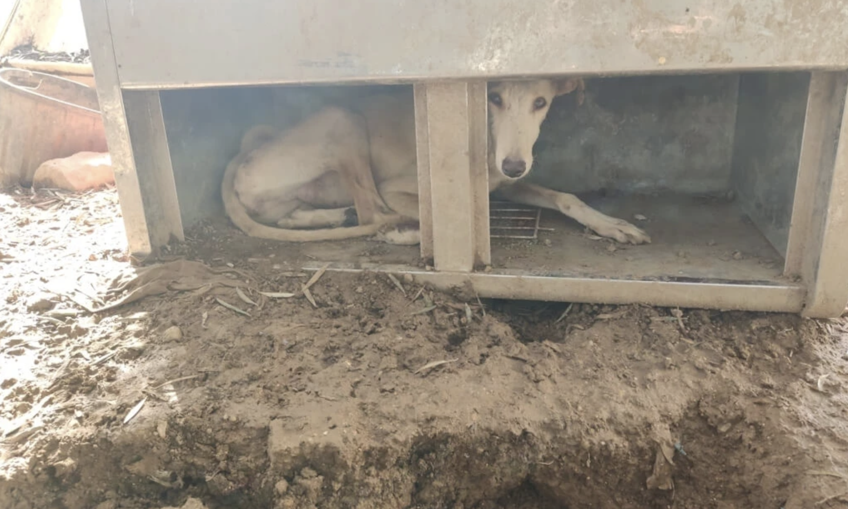 Galgos del Sur