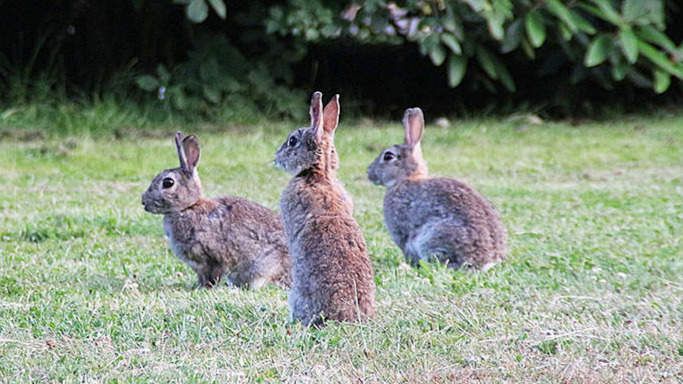 Tres conejos de campo.