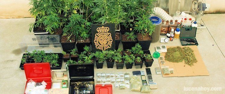 La Policía desmantela una red de viveros de marihuana