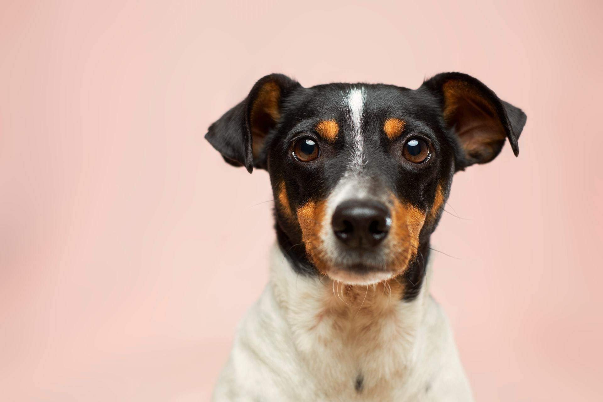 Perro