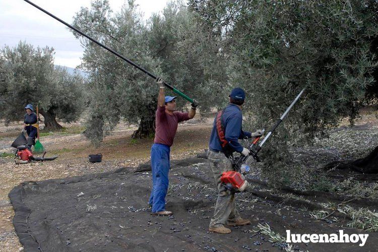 Trabajadores recogiendo aceituna en un olivar lucentino. Archivo Trabajadores recogiendo aceituna en un olivar lucentino. Archivo