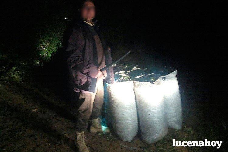 Uno de los vigilantes, junto a parte de los sacos de aceituna recuperados en una de las fincas robadas Uno de los vigilantes, junto a parte de los sacos de aceituna recuperados en una de las fincas robadas