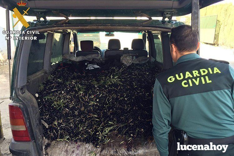 Aceituna robada interceptada por la Guardia Civil en una actuación durante la pasada campaña Aceituna robada interceptada por la Guardia Civil en una actuación durante la pasada campaña