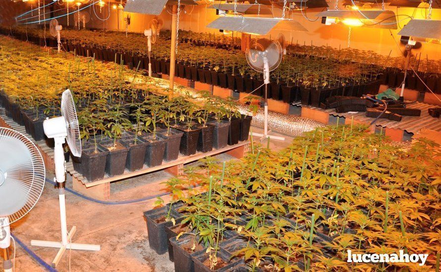 Una imagen de la plantación encontrada en el polígono Príncipe Felipe. Foto: Cuerpo Nacional de Policía Una imagen de la plantación encontrada en el polígono Príncipe Felipe. Foto: Cuerpo Nacional de Policía