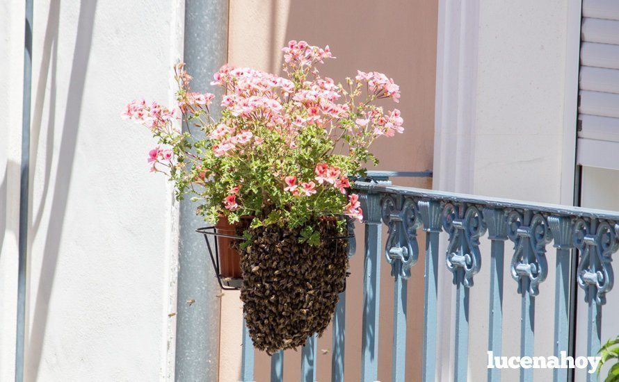 El enjambre de abejas, formándose en la maceta El enjambre de abejas, formándose en la maceta