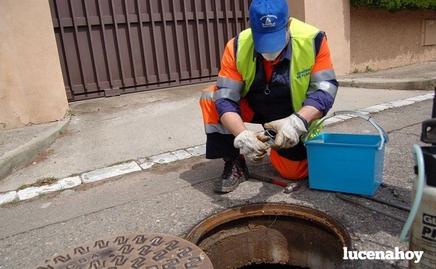 Un operario realiza labores de control de plagas en el alcantarillado. Archivo. Un operario realiza labores de control de plagas en el alcantarillado. Archivo.