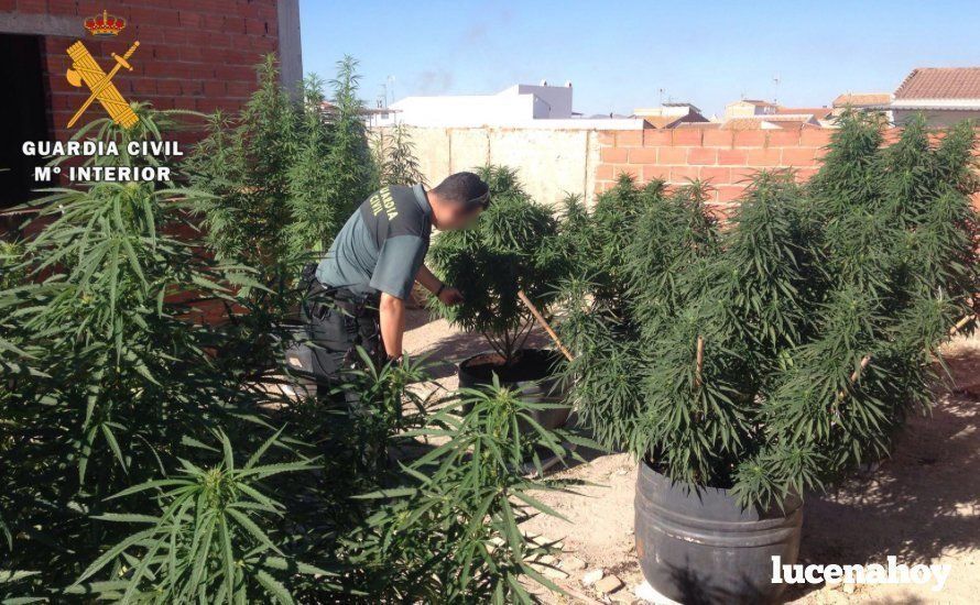 Plantación de marihuana desmantelada en Benamejí. Foto: Guardia Civil Plantación de marihuana desmantelada en Benamejí. Foto: Guardia Civil