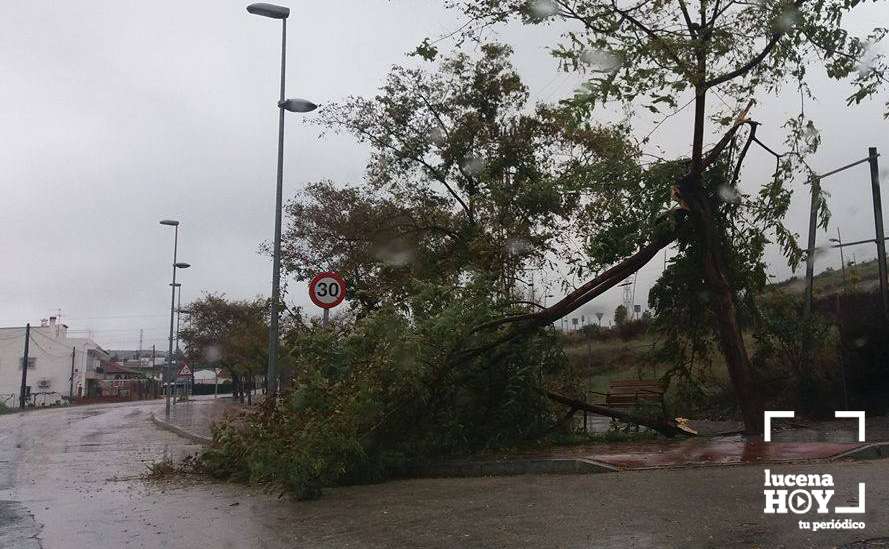 Uno de los árboles que ha derribado el viento en la zona de los Poleares. (Remitida por un lector) Uno de los árboles que ha derribado el viento en la zona de los Poleares. (Remitida por un lector)