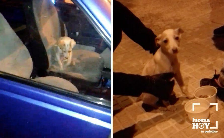 El perro en el interior del coche y tras el rescate por la policía local. Fotos cedidas a LucenaHoy por "Animales en apuros Lucena" El perro en el interior del coche y tras el rescate por la policía local. Fotos cedidas a LucenaHoy por "Animales en apuros Lucena"