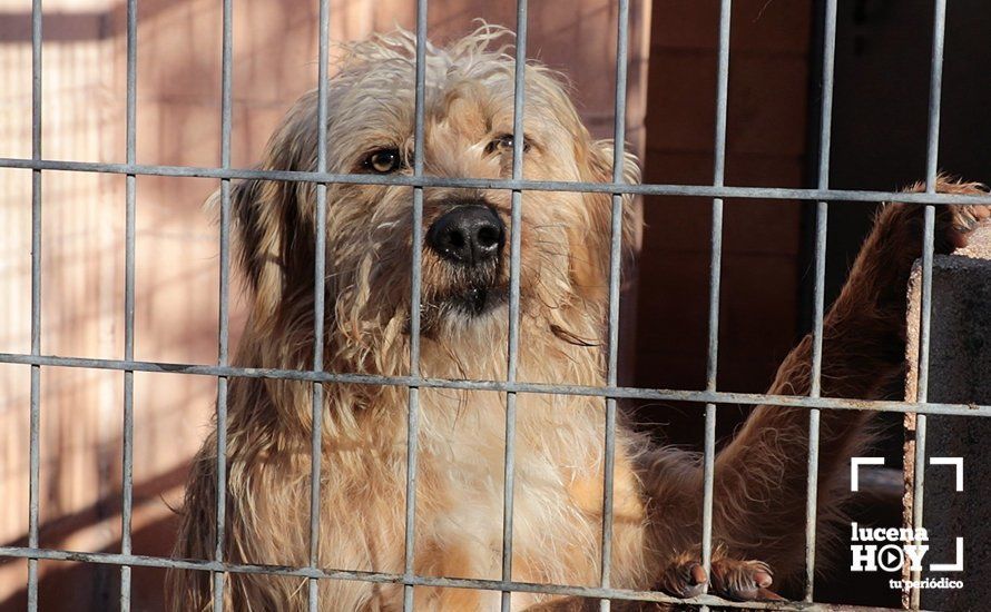 Uno de los perros del Centro de Acogida Canina de Lucena. ¿Te gusta?. ¡Adóptalo!. Uno de los perros del Centro de Acogida Canina de Lucena. ¿Te gusta?. ¡Adóptalo!.