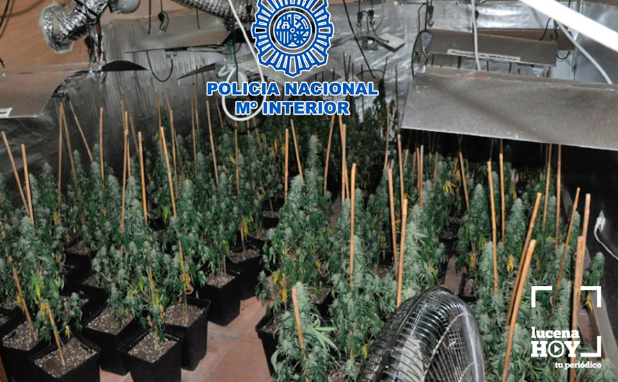 Imagen de la plantación desmantelada en Lucena. Imagen de la plantación desmantelada en Lucena.
