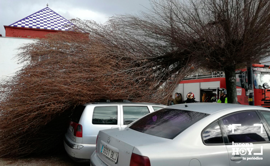 Las ramas de un árbol sobre varios vehículos estacionados junto a la avenida de Miguel Cuenca Valdivia Las ramas de un árbol sobre varios vehículos estacionados junto a la avenida de Miguel Cuenca Valdivia