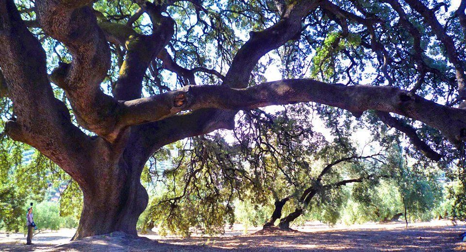 La Encina Milenaria de Rute