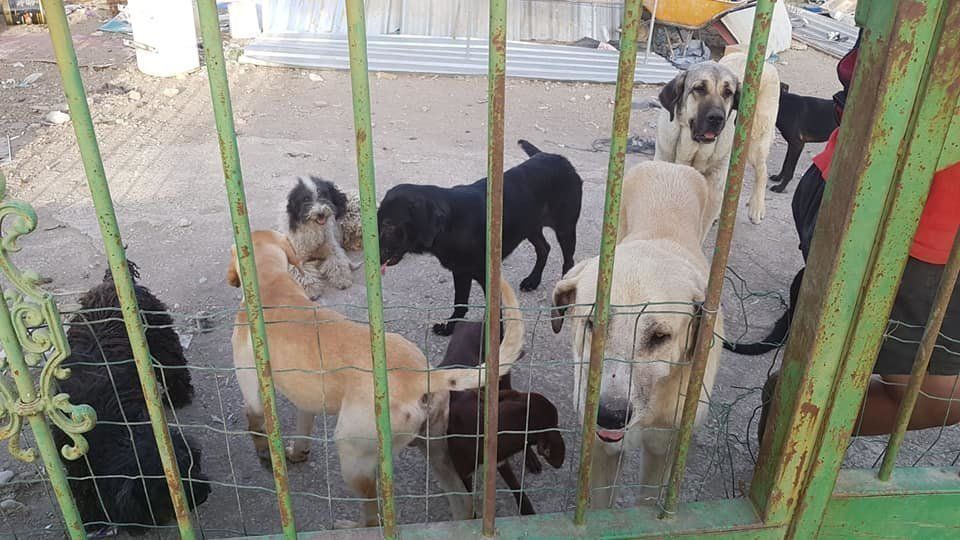 Algunos de los perros existentes en la parcela. Foto: Facebook Algunos de los perros existentes en la parcela. Foto: Facebook