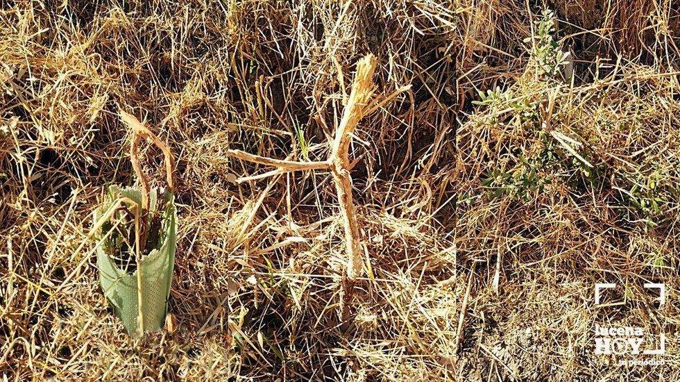Imágenes de algunos de los árboles destruidos Imágenes de algunos de los árboles destruidos