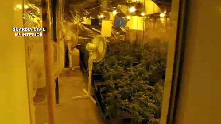 Una de las plantaciones descubierta en esta operación Una de las plantaciones descubierta en esta operación