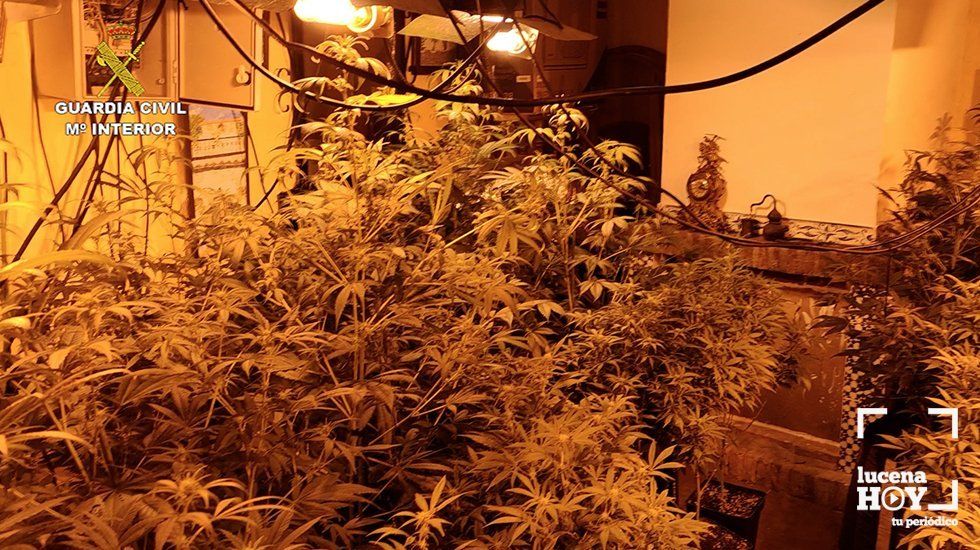 marihuana