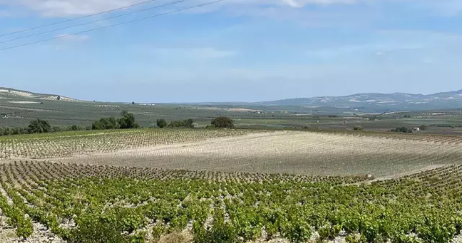 Viñedo