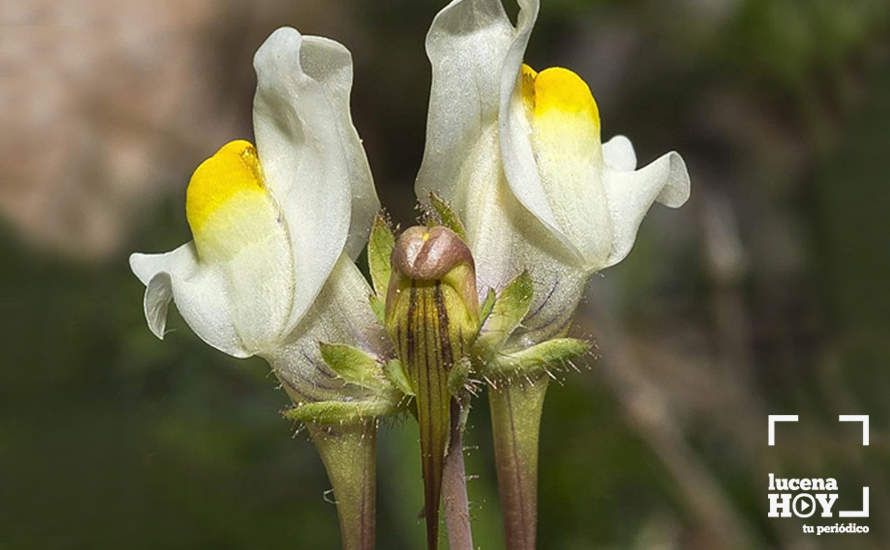 Descubren una nueva especie floral exclusiva del Parque Natural Sierras Subbéticas denominada 'Linaria subbaetica'