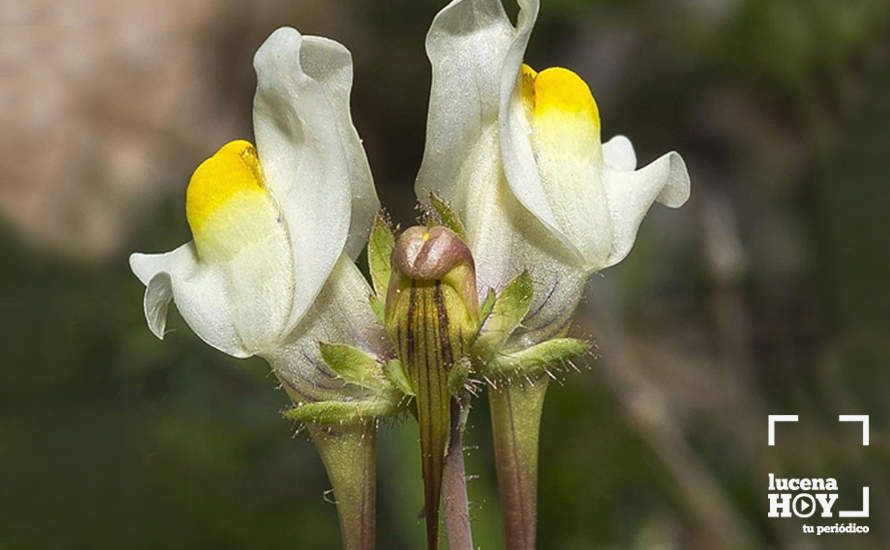 Descubren una nueva especie floral exclusiva del Parque Natural Sierras Subbéticas denominada &#39;Linaria subbaetica&#39;