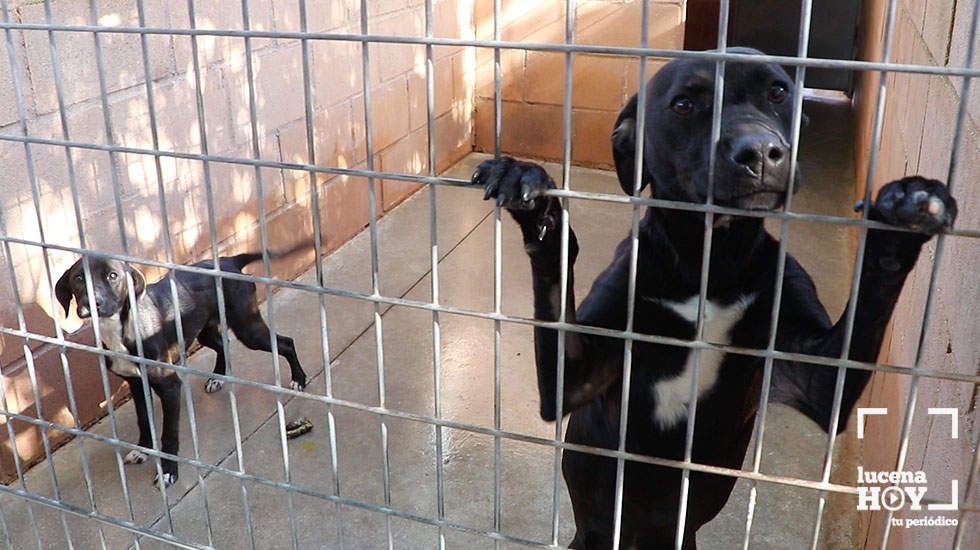  Dos de los perros alojados en el centro de acogida de animales de Lucena 