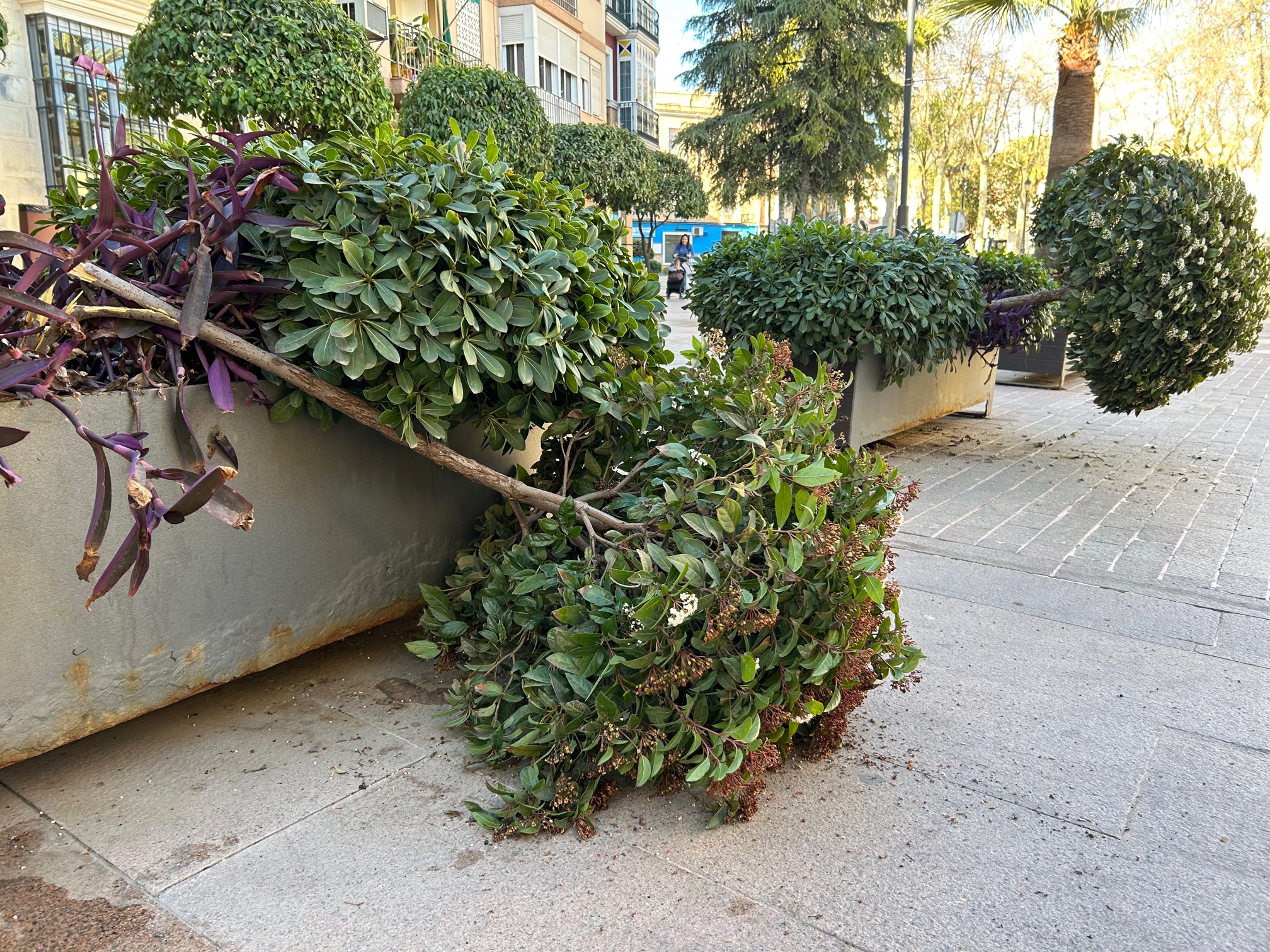 Dos de los árboles partidos el pasado domingo en el centro de la ciudad