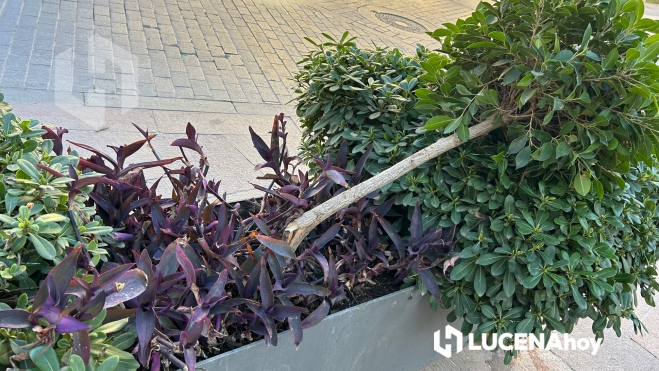 Árbol destrozado en la Plaza de Bécquer