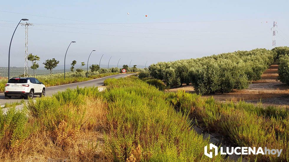  Terrenos del futuro CHARE de Lucena y línea de alta tensión que los atraviesa 