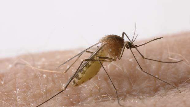  La fiebre del Nilo se transmite a través de la picadura de algunos mosquitos 