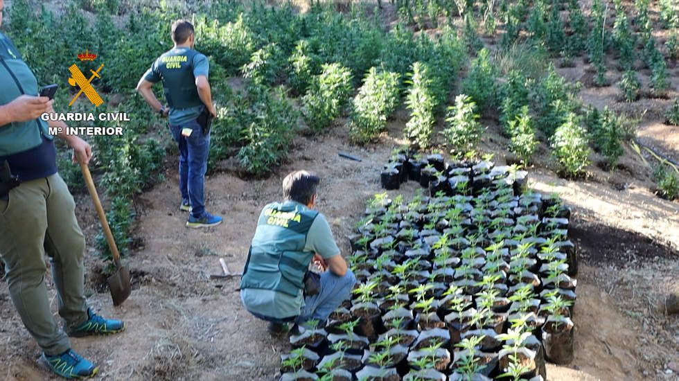  Imagen de una de las plantaciones interceptadas en esta operación de la Guardia Civil 