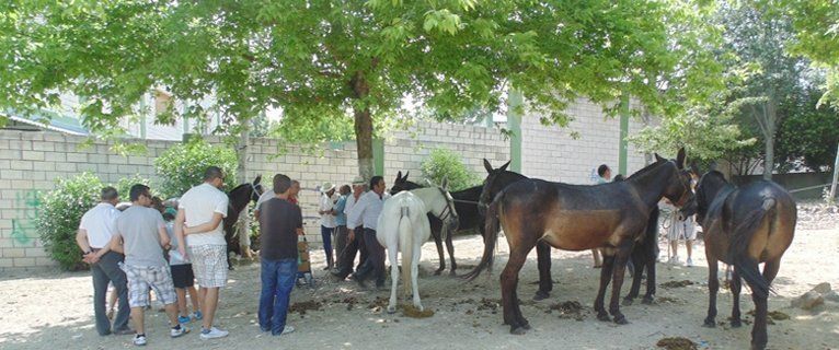  El Cascajar alberga la Feria Tradicional de Ganados (fotos) 