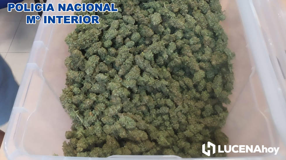  Droga de la que se ha incautado la Policía Nacional en esta actuación 