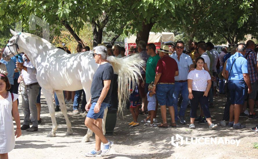 GALERÍA / Volviendo a los orígenes: La Estación acoge una nueva edición de la Feria del Ganado Tradicional de Lucena