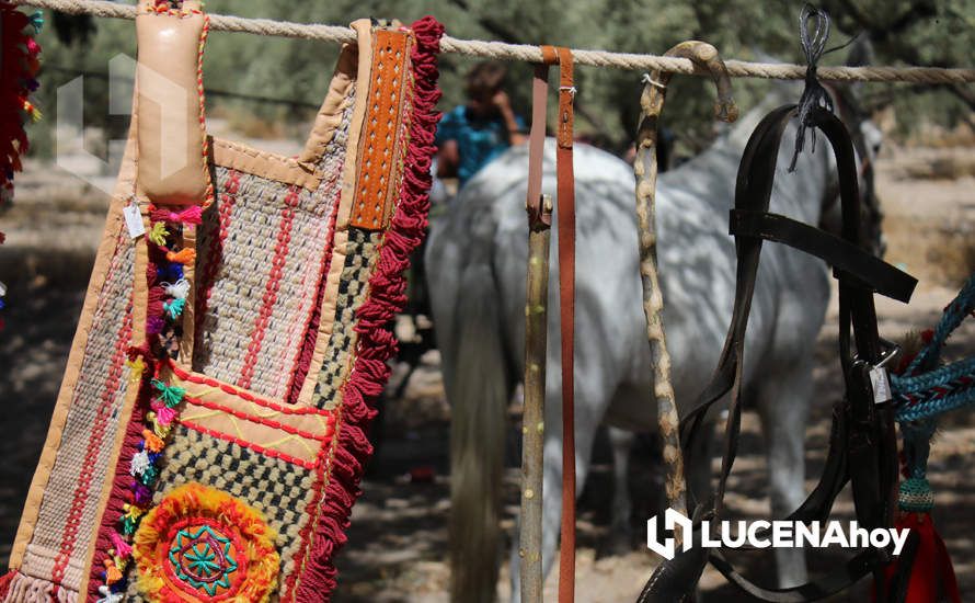 GALERÍA / Volviendo a los orígenes: La Estación acoge una nueva edición de la Feria del Ganado Tradicional de Lucena