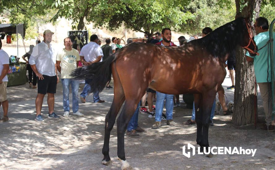 GALERÍA / Volviendo a los orígenes: La Estación acoge una nueva edición de la Feria del Ganado Tradicional de Lucena GALERÍA / Volviendo a los orígenes: La Estación acoge una nueva edición de la Feria del Ganado Tradicional de Lucena