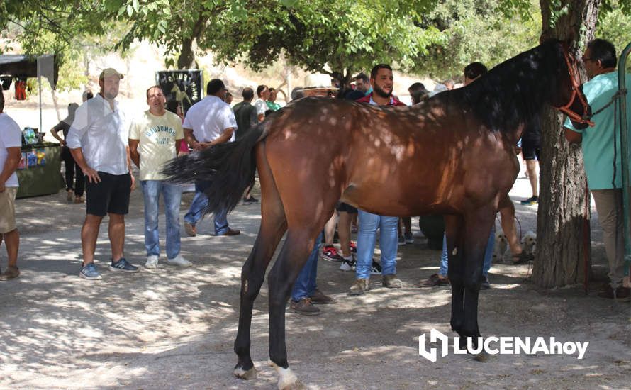 GALERÍA / Volviendo a los orígenes: La Estación acoge una nueva edición de la Feria del Ganado Tradicional de Lucena