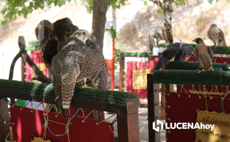 GALERÍA / Volviendo a los orígenes: La Estación acoge una nueva edición de la Feria del Ganado Tradicional de Lucena GALERÍA / Volviendo a los orígenes: La Estación acoge una nueva edición de la Feria del Ganado Tradicional de Lucena