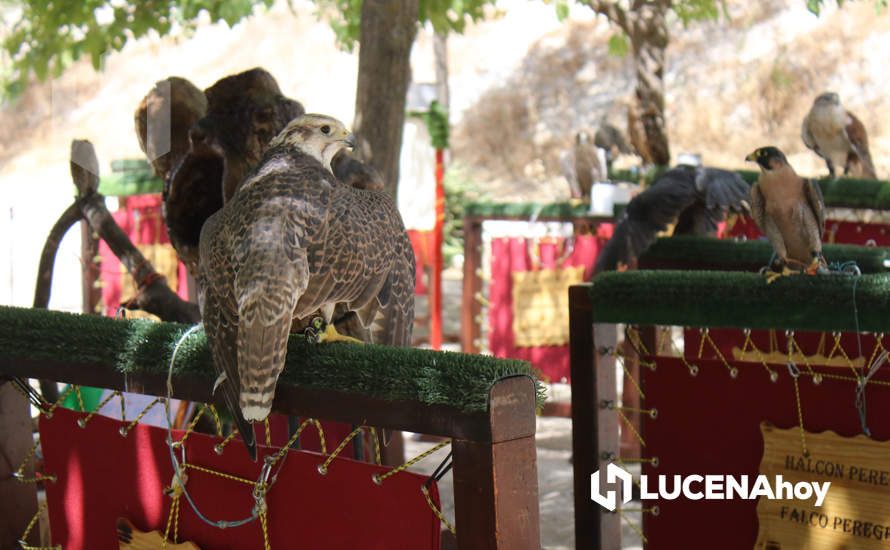 GALERÍA / Volviendo a los orígenes: La Estación acoge una nueva edición de la Feria del Ganado Tradicional de Lucena