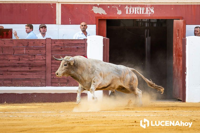 GALERÍA: Las mejores imágenes del mano a mano de Finito de Córdoba y José Mercé en el Coso de los Donceles de Lucena