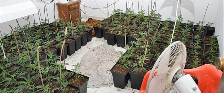  La Policía Nacional detiene a 2 hermanos lucentinos que poseían 190 plantas de marihuana 